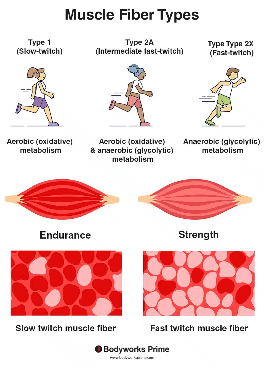 Muscle Fiber Types: Unlocking the Secrets to Your Best Workout